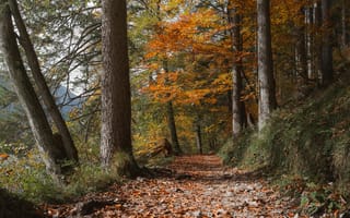 Картинка осень, лес, пейзаж, природа, деревья, пешеходная тропа, листья