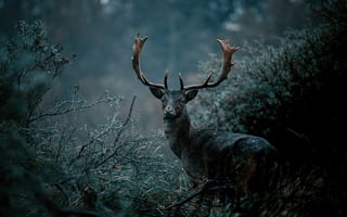 Картинка олень, природа, лес, животные, дикие, антлеры, туман