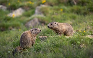 Картинка сурки, природа, животные, трава, пейзаж, взаимодействие, лето