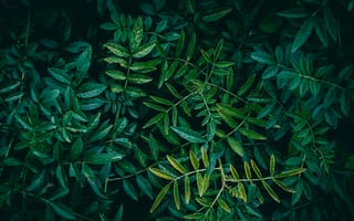 Картинка листья, природа, зелень, фон, растения, текстура, экология