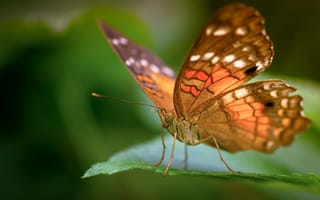Картинка бабочка, природа, макро, красота, растения, животные, цвета