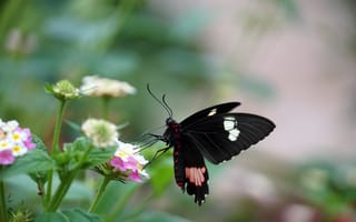 Картинка бабочка, цветы, природа, лето, красота, флора, насекомые