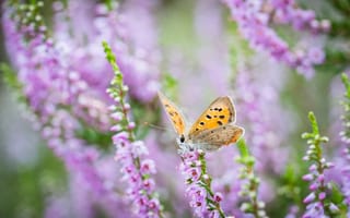 Картинка бабочка, цветы, природа, лето, красота, пейзаж, флора
