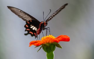 Картинка бабочка, цветок, природа, красота, макро, лето, животные