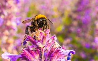 Картинка пчела, цветы, природа, макро, фото, пейзаж, весна
