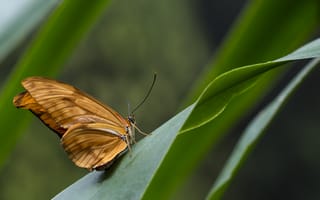 Картинка бабочка, природа, зелень, крупный план, лето, красота, насекомое