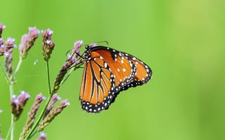 Картинка бабочка, цветы, природа, лето, красота, фото, зелень