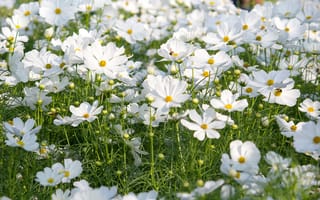 Картинка цветы, белые, природа, лето, пейзаж, сад, красота