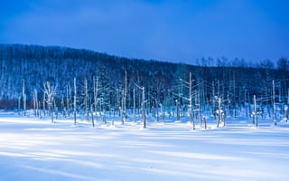 Картинка зима, снег, лес, пейзаж, природа, ночь, деревья