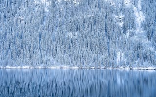 Картинка зима, лес, озеро, снег, природа, отражение, пейзаж, холод, мир, спокойствие