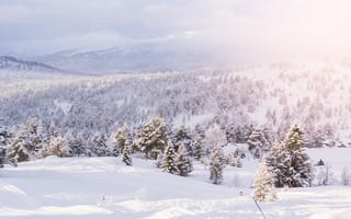 Картинка зима, снег, лес, пейзаж, природа, горный, холод