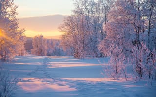 Картинка зима, снег, пейзаж, лес, рассвет, природа, холод