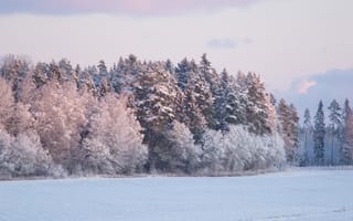 Картинка зима, снег, лес, природа, пейзаж, холод, мир