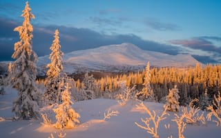 Картинка зима, снег, горы, лес, природа, пейзаж, солнце, холод