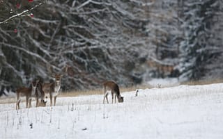 Картинка олени, зима, снег, природа, лес, животные, пейзаж