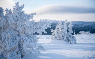 Картинка зима, снег, природа, лед, пейзаж, деревья, холод