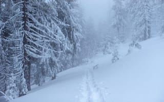 Картинка зима, снег, лес, туман, пейзаж, природа, путь