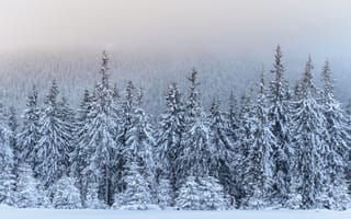 Картинка зима, снег, лес, елки, природа, пейзаж, мгла