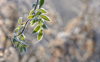 Картинка листья, мороз, природа, зима, ветка, красота, фотография