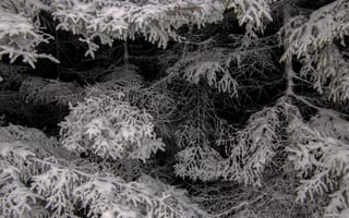 Картинка зима, снег, лес, природа, елки, холод, пейзаж