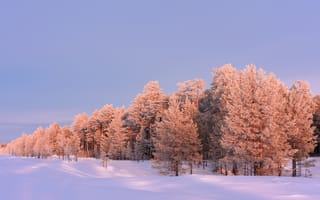 Картинка зима, лес, снег, природа, пейзаж, холод, деревья, мир, красота, фотография