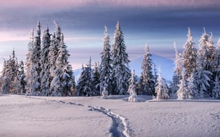 Картинка зима, снег, лес, пейзаж, природа, горизонт, деревья, мир, покой, красота