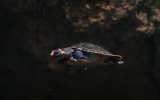 Картинка черепаха, подводный, животное, природа, океан, плавание, экзотика