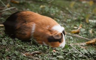 Картинка морская свинка, животные, природа, трава, питомцы, фото, зеленый