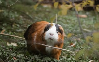 Картинка морская свинка, животные, природа, трава, осень, питомцы, фото