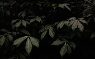 Картинка листья, природа, темный, влага, зелень, фон, растения