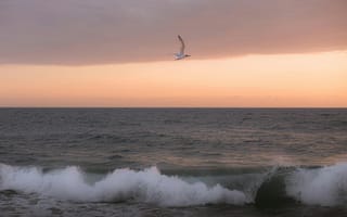 Картинка море, закат, птица, волны, природа, океан, пейзаж