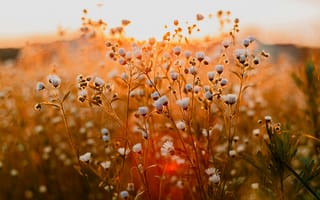 Картинка цветы, закат, природа, пейзаж, лето, солнце, красота