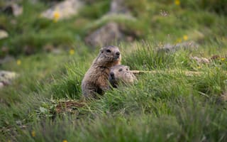 Картинка сурки, природа, животные, трава, горы, пейзаж, два, молодые