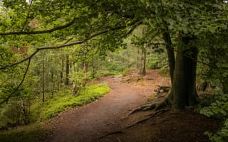 Картинка лес, пейзаж, природа, тропа, деревья, осень, зелень