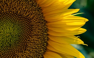 Картинка подсолнух, цветок, природа, лето, желтый, макро, растение