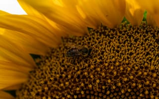 Картинка подсолнух, пчела, цветы, природа, лето, пыльца, макро