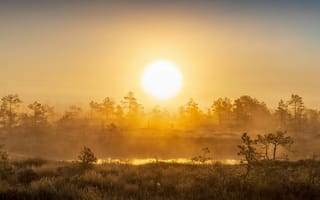 Картинка закат, природа, лес, туман, солнце, пейзаж, мир