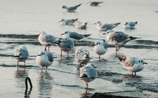 Картинка птицы, чайки, вода, природа, пейзаж, мир, спокойствие