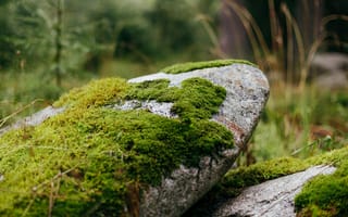 Картинка камень, мох, природа, ландшафт, зелень, фотография, обои