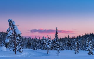 Картинка зима, снег, лес, пейзаж, закат, природа, деревья