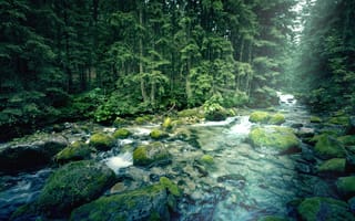 Картинка природа, река, лес, камни, вода, мох, пейзаж, зеленый, тишина, освещение