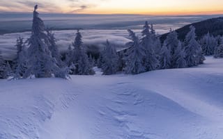 Картинка зима, снег, лес, горизонт, закат, природа, пейзаж