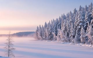 Картинка зима, лес, снег, пейзаж, природа, утро, мгла