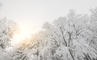 Картинка зима, снег, лес, природа, солнце, пейзаж, холод