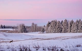 Картинка зима, снег, лес, пейзаж, животные, природа, закат