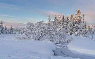 Картинка зима, снег, лес, природа, пейзаж, река, холод