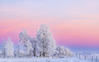 Картинка зима, снег, пейзаж, деревья, закат, природа, холод