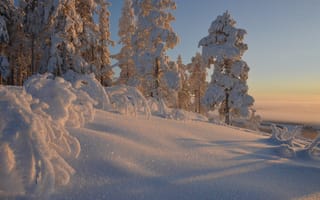 Картинка зима, снег, лес, природа, пейзаж, солнце, деревья, холод, красота, мир