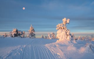 Картинка зима, снег, луна, пейзаж, деревья, природа, небо, холод