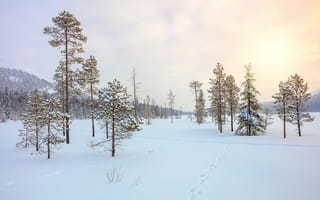 Картинка зима, снег, лес, природа, пейзаж, деревья, солнце, мирный, пейзажный, холод